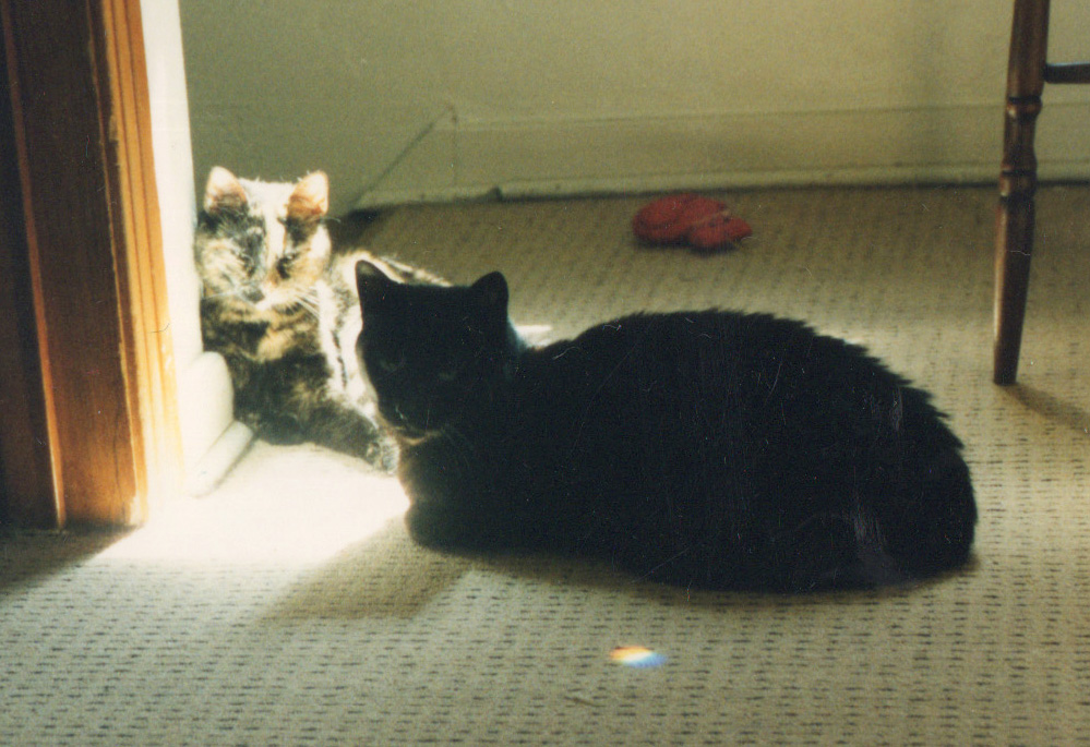 tortoiseshell cat and black cat
