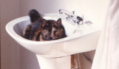 tortoiseshell cat in sink