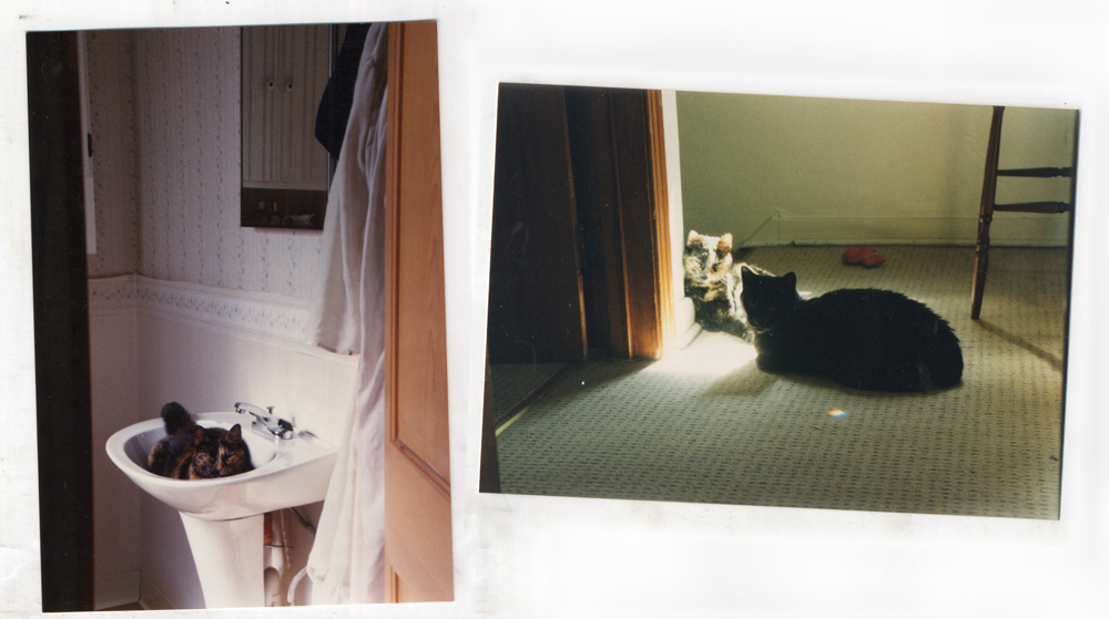 photos of two cats