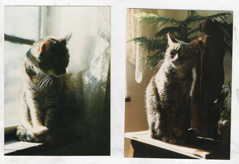 two photos of cat by window