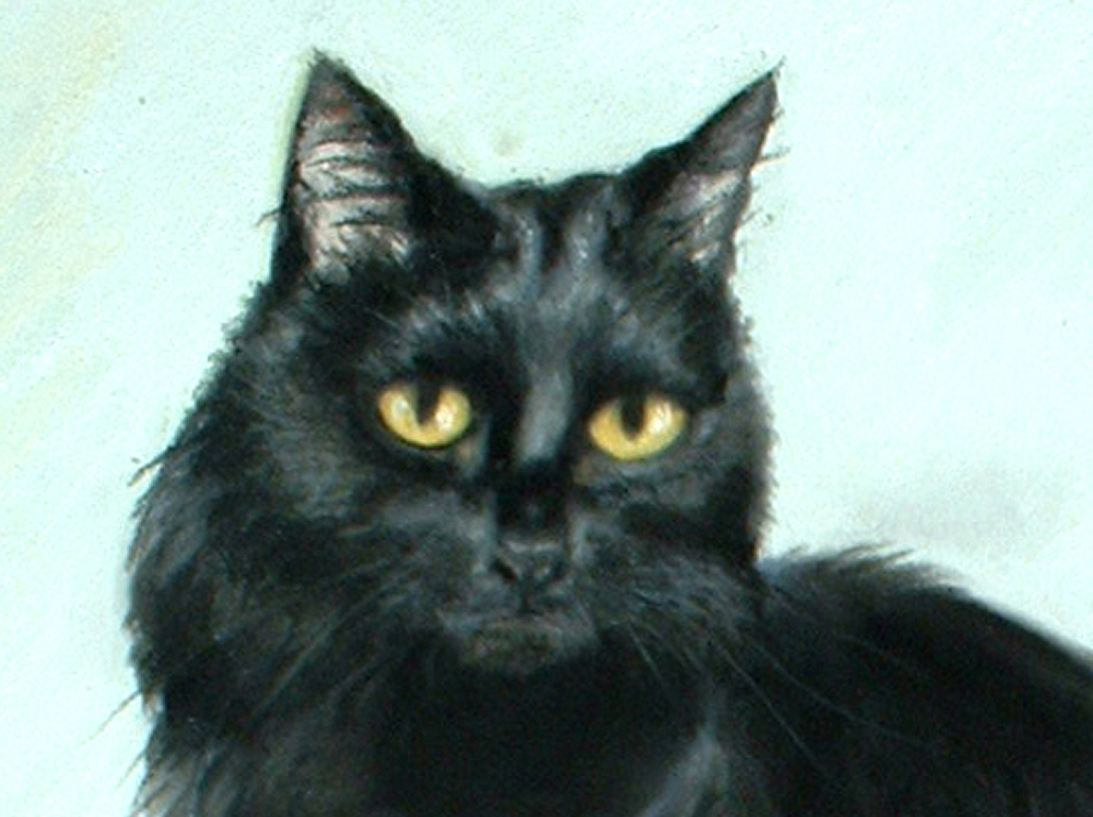 pastel portait of long-haired black cat