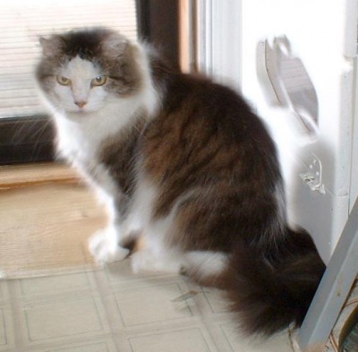 photo of long-haired tabby and white cat
