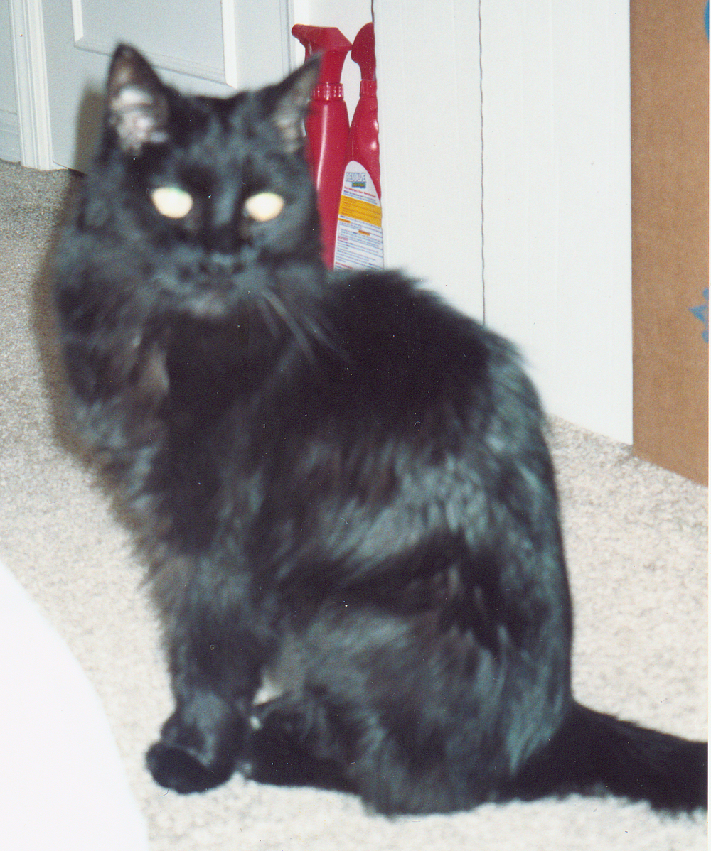photo of long-haired black cat