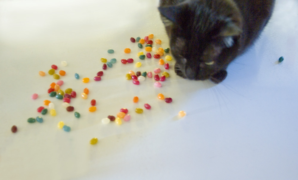 black cat with jelly beans