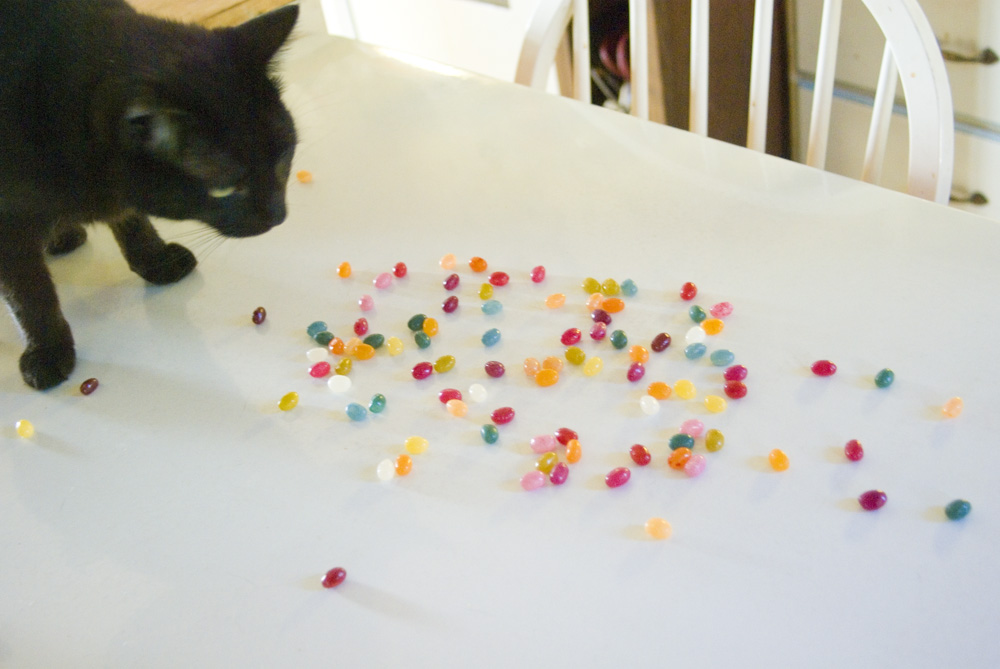 black cat with jelly beans