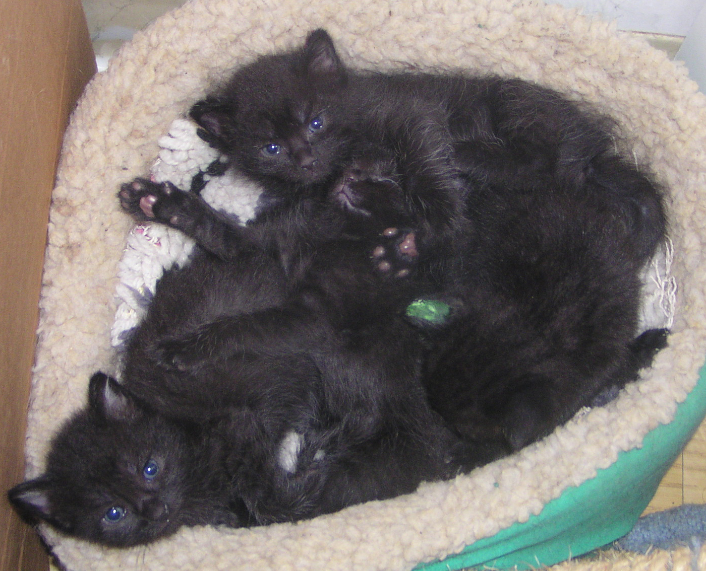 four black kittens in bed