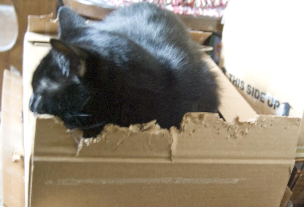 black cat in chewed cardboard box