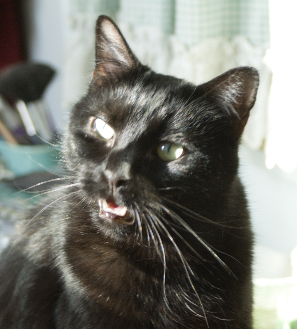 photo of black cat talking