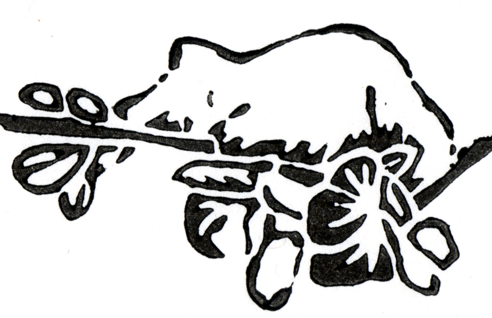 "The Spring Kitten" linoleum block print on rice paper, black ink only