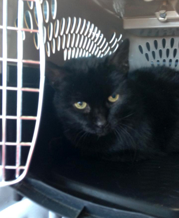 black cat in carrier