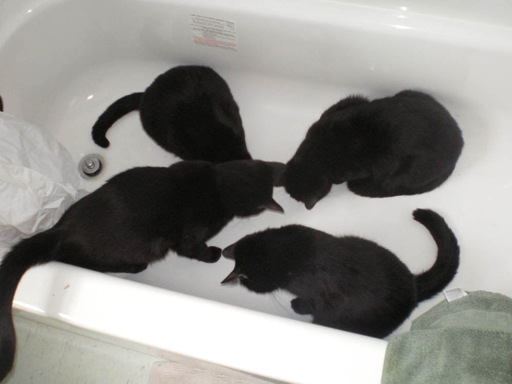 four black cats in a tub