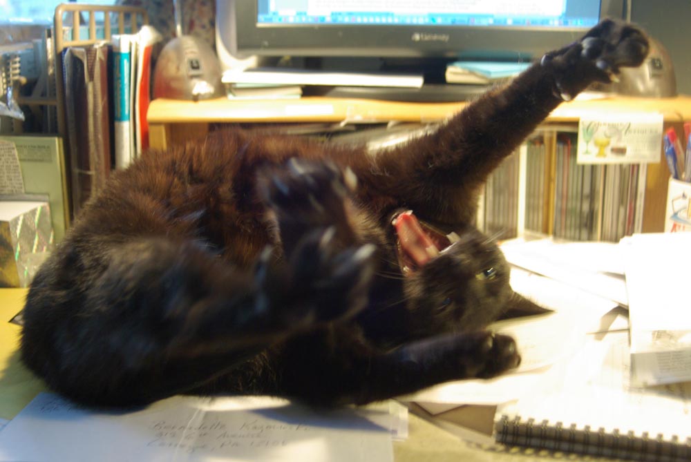 black cat on desk