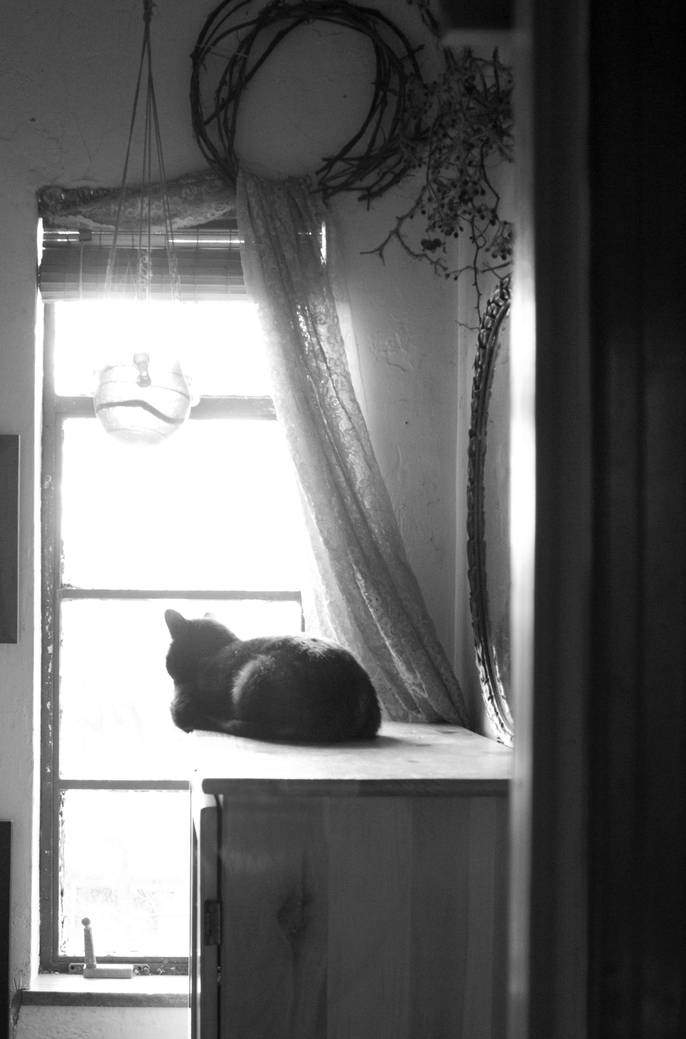 black and white photo of cat looking out window