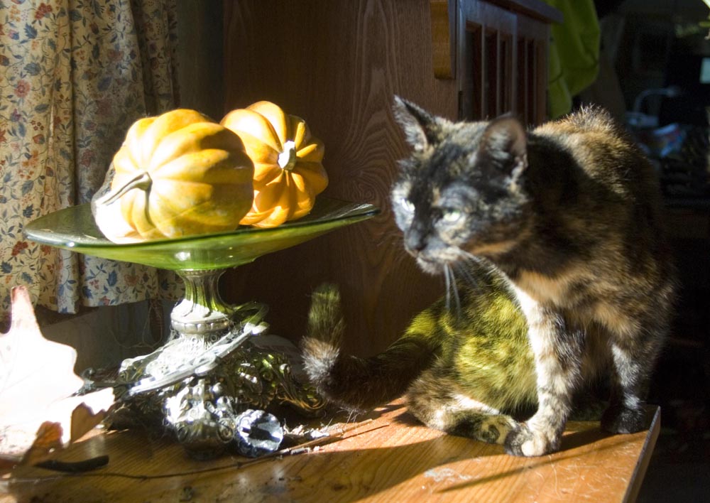 tortoiseshell cat with squashes