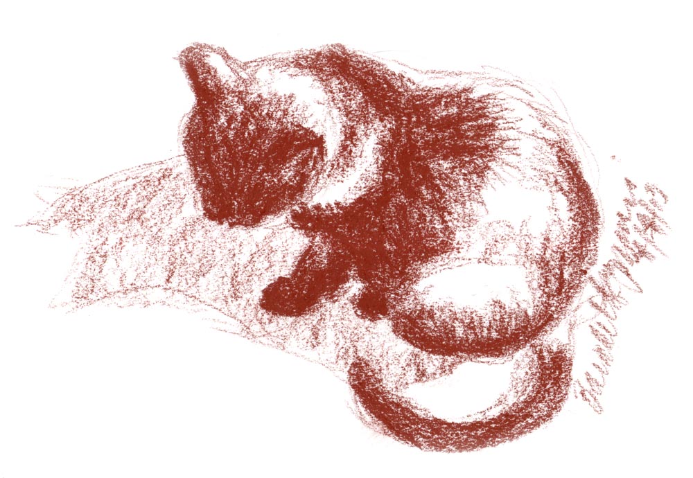 conte sketch of cat in sun