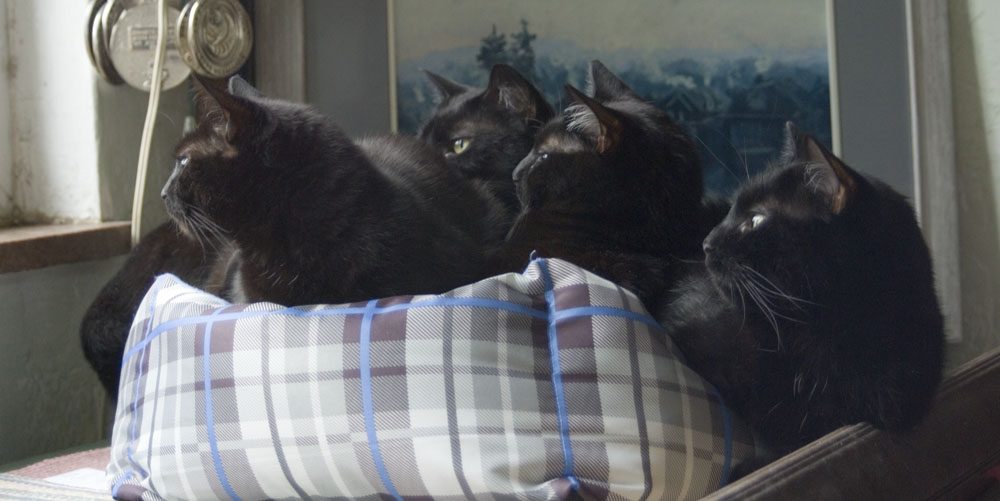 four black cats in bed