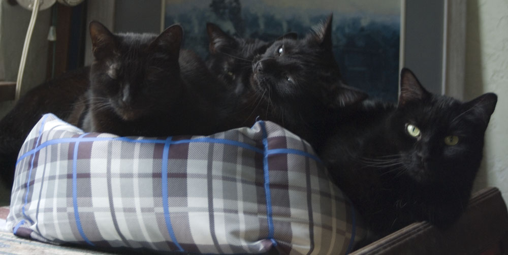 four black cats in bed