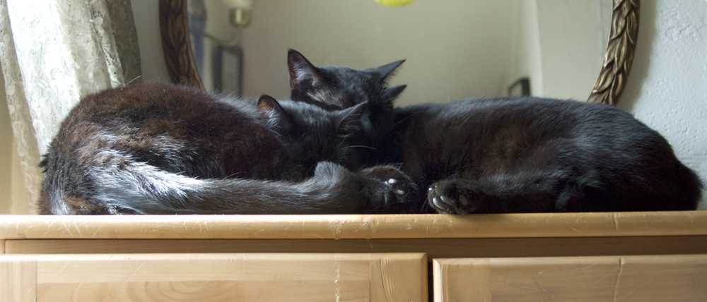 two black cats cuddling