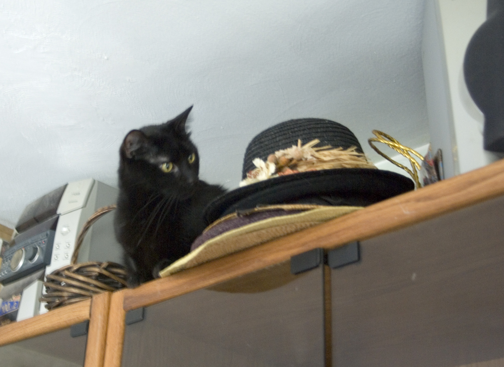 black cat with hats