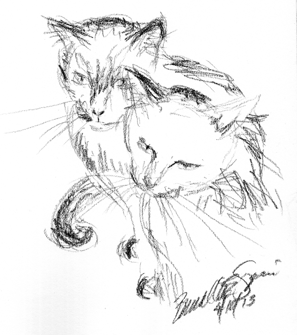 charcoal pencil sketch of two cats