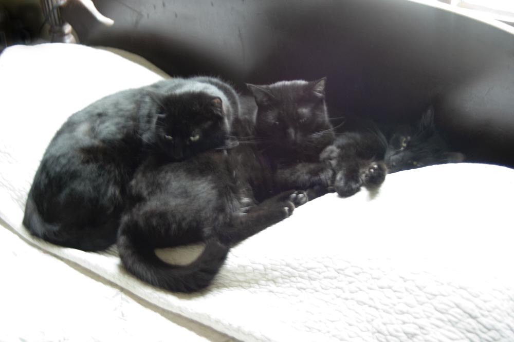 three black cats on bed
