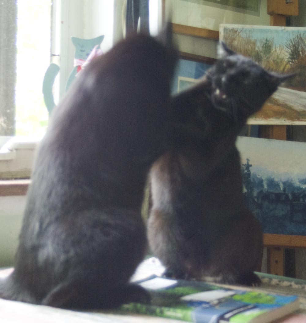 two black cats wrestling