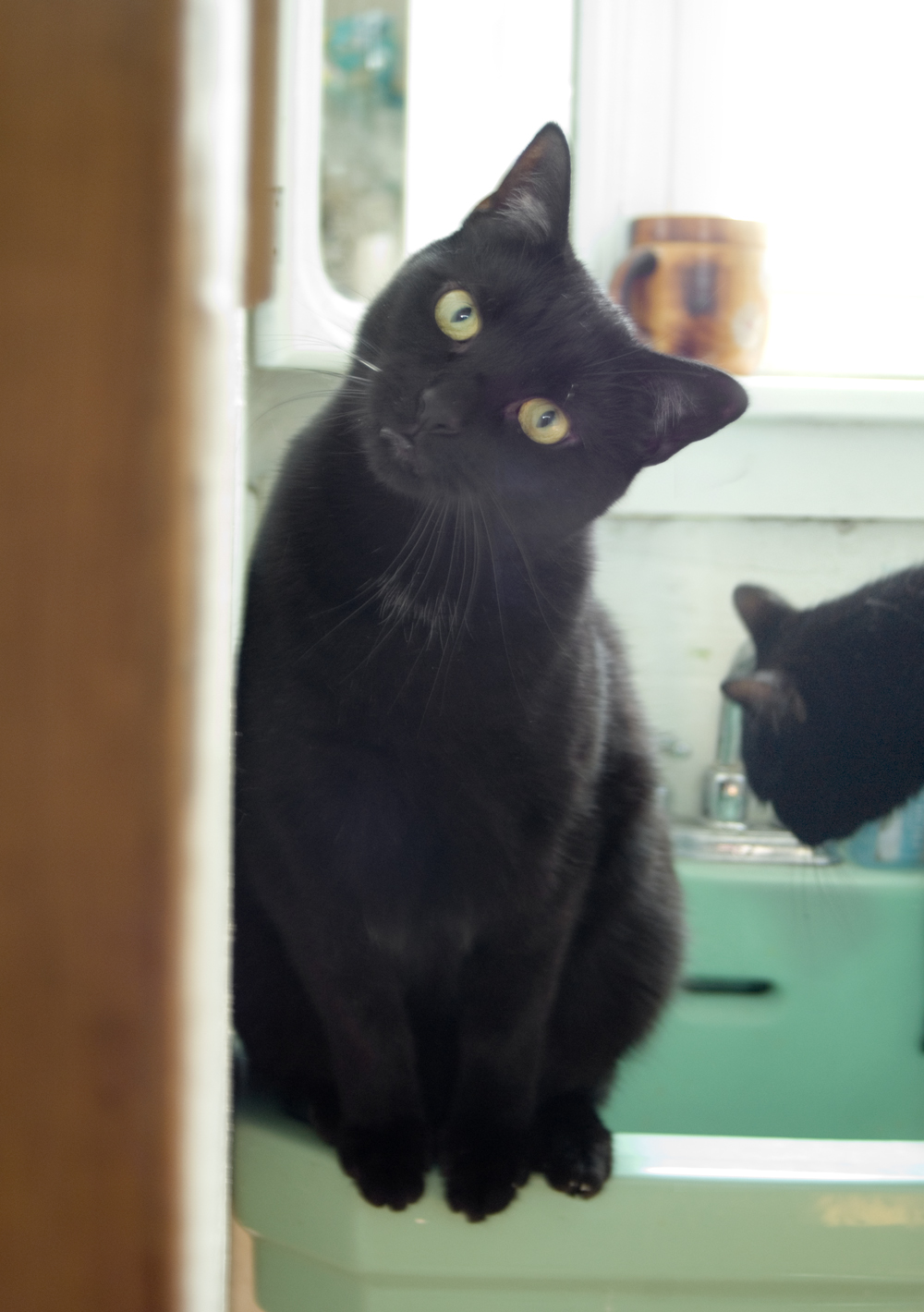 black cat on green sink.