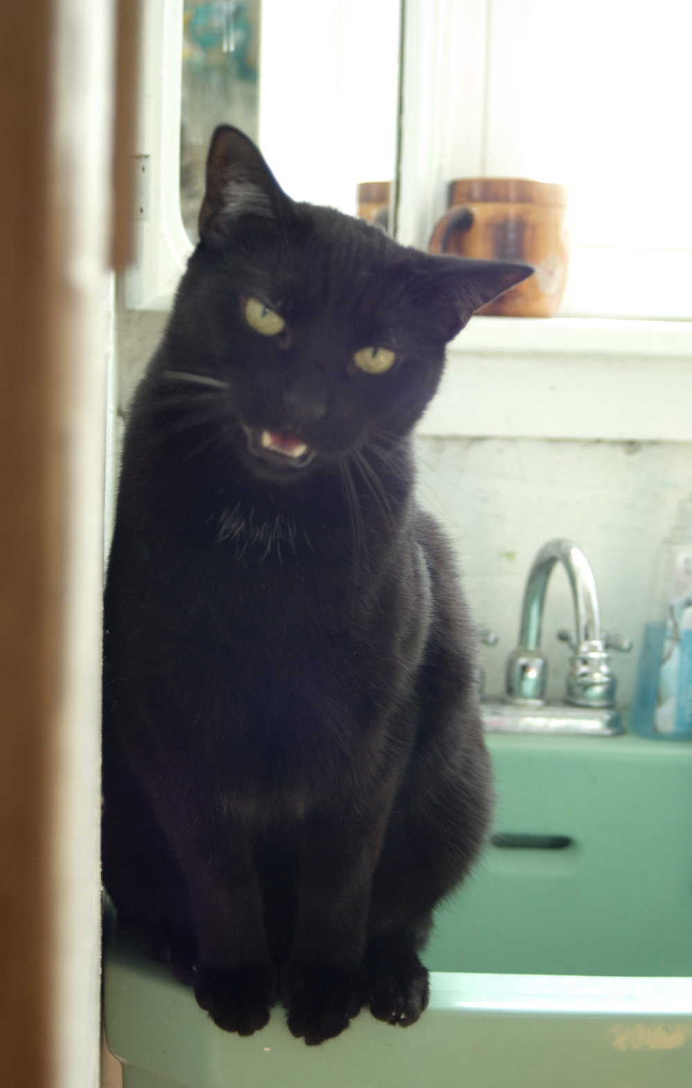 black cat on sink talking