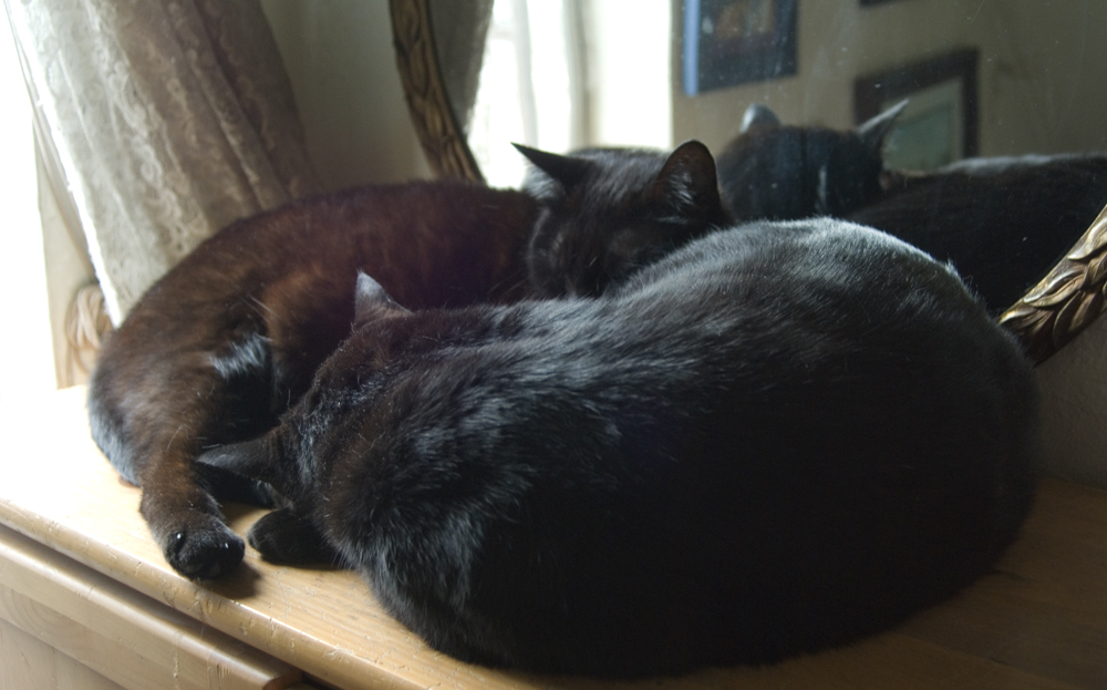 two black cats curled in circle.