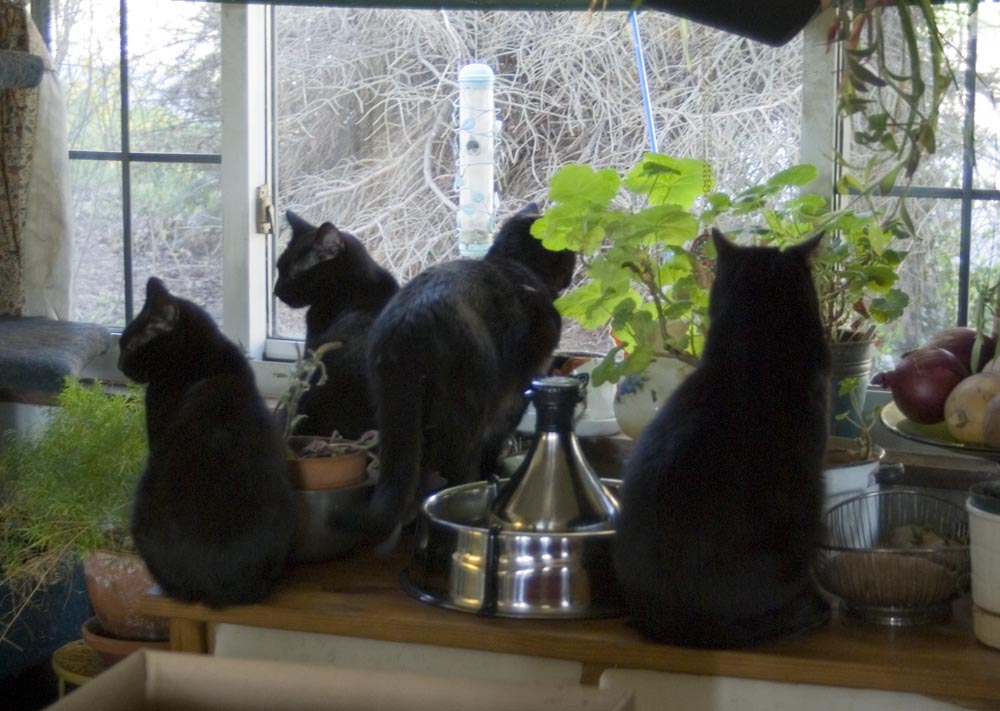 four black cats watching out the window.