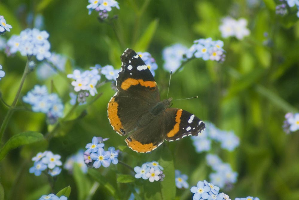 butterfly in forget-me-nots