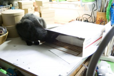 black cat looking in box