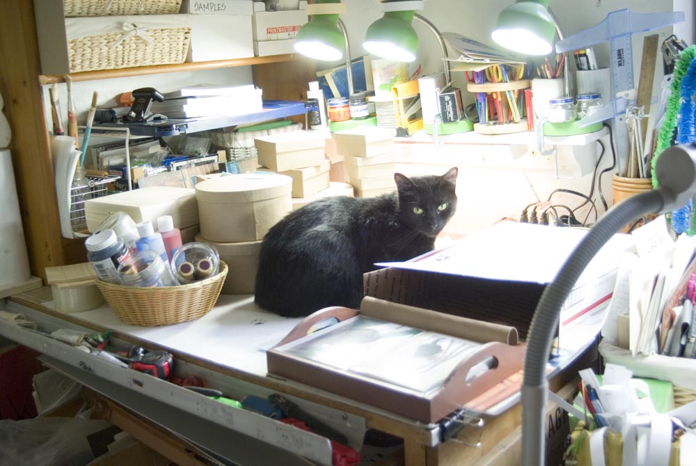 black cat on table