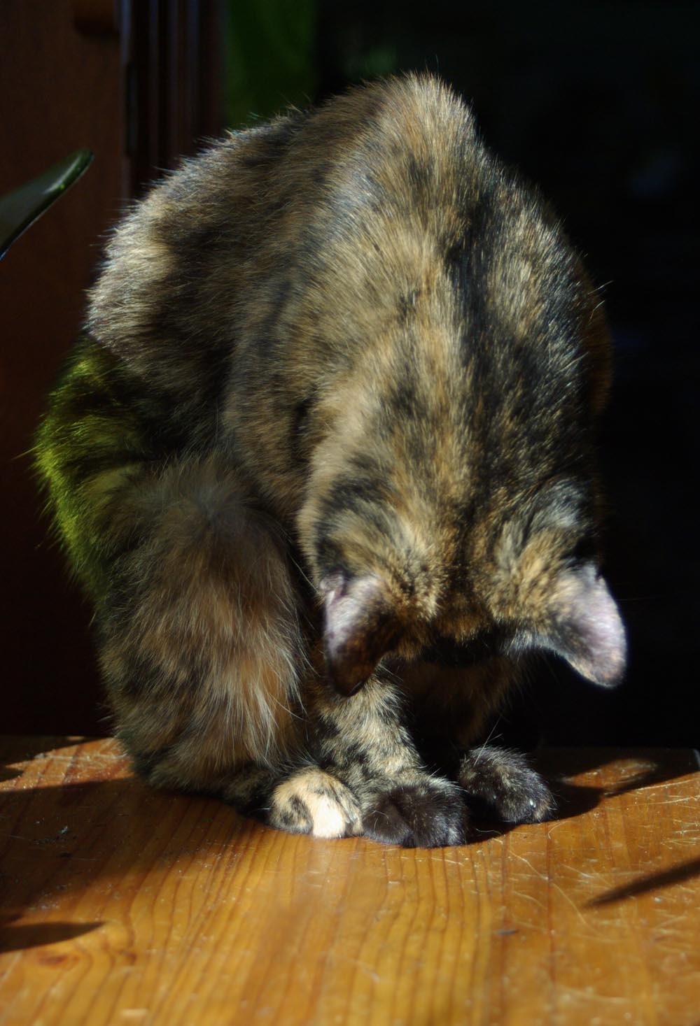Kelly demonstrates a tortie forward bend.