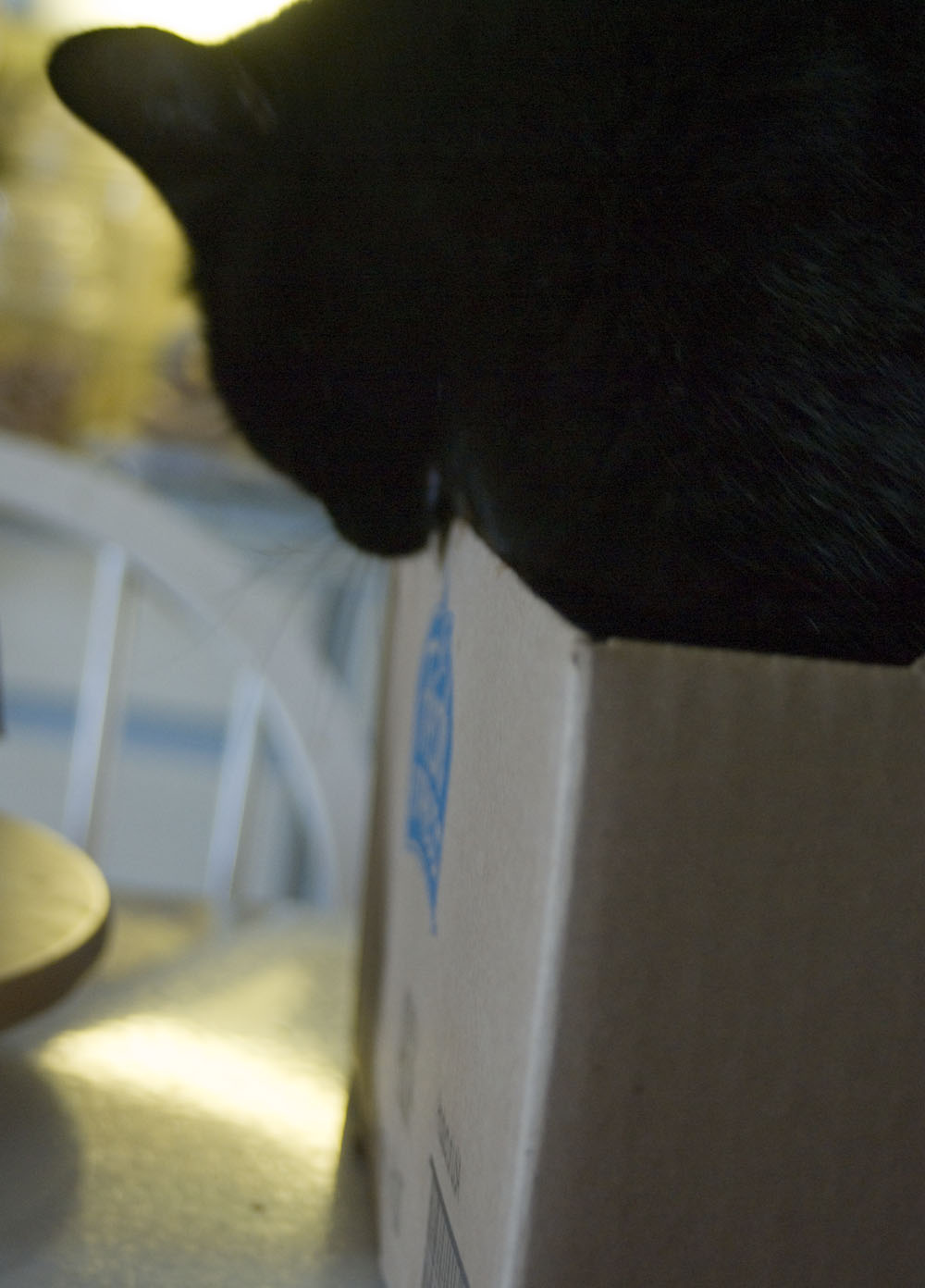 black cat biting cardboard