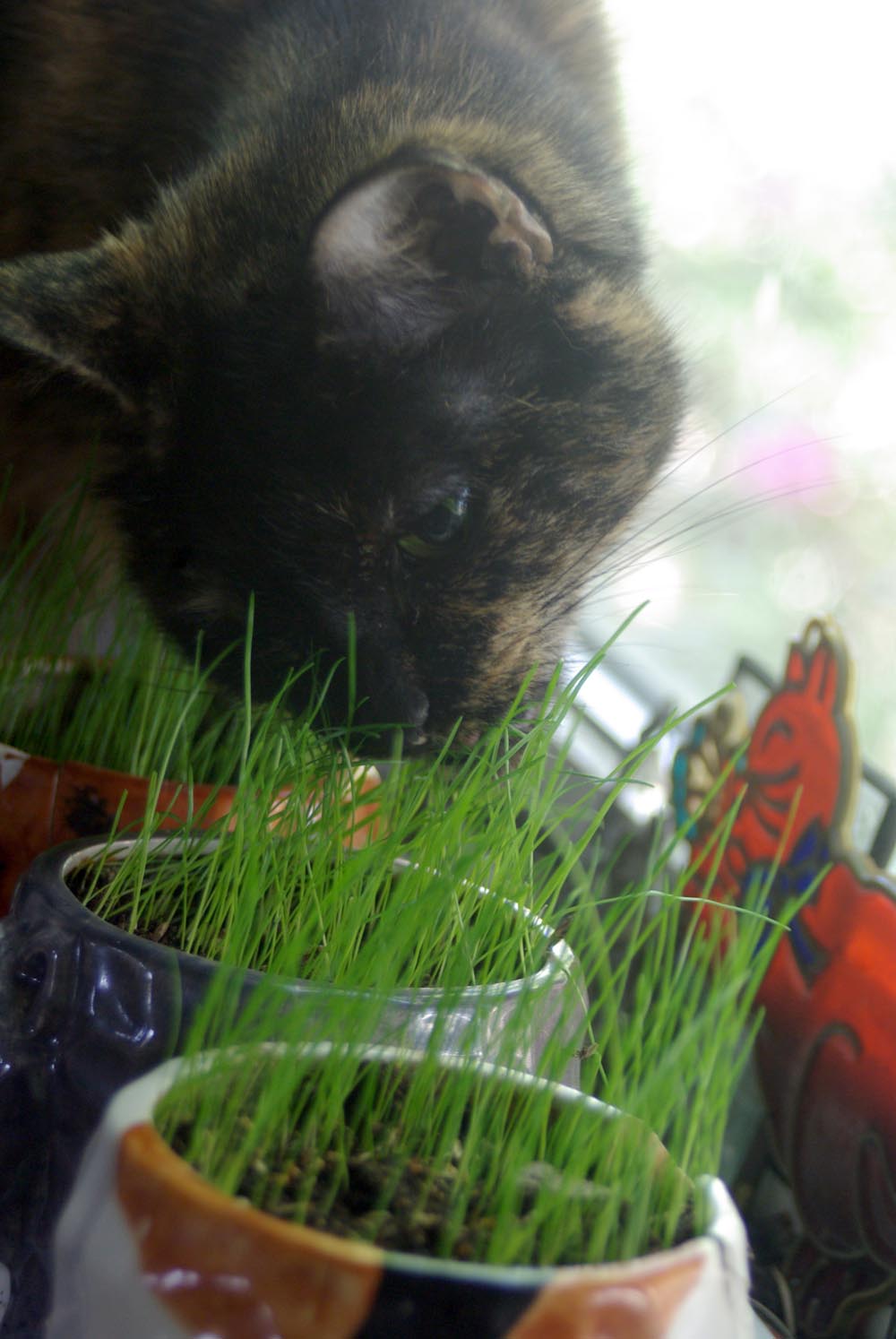 tortoiseshell cat eating grass