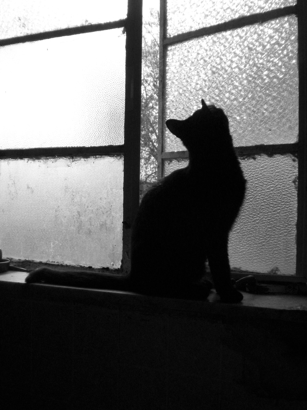 black cat on windowsill