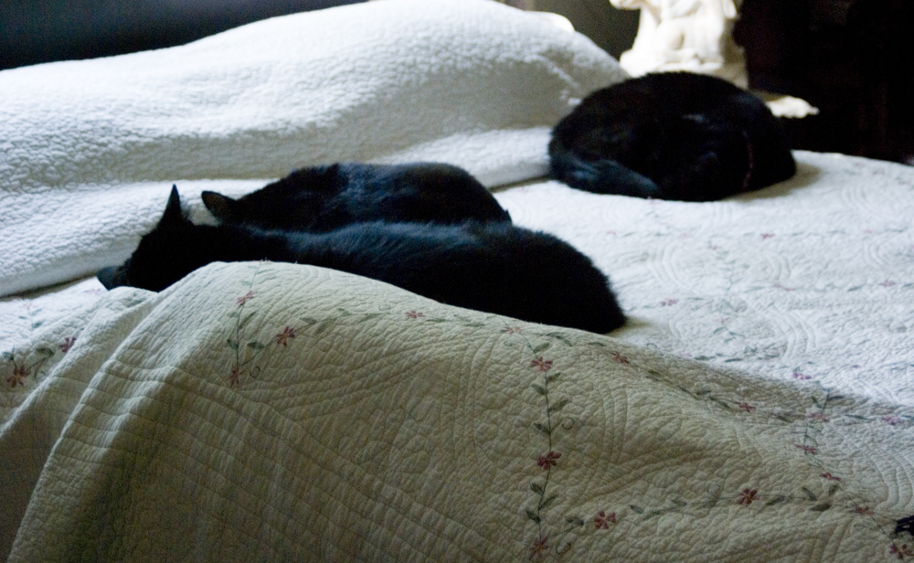 black cats on bed