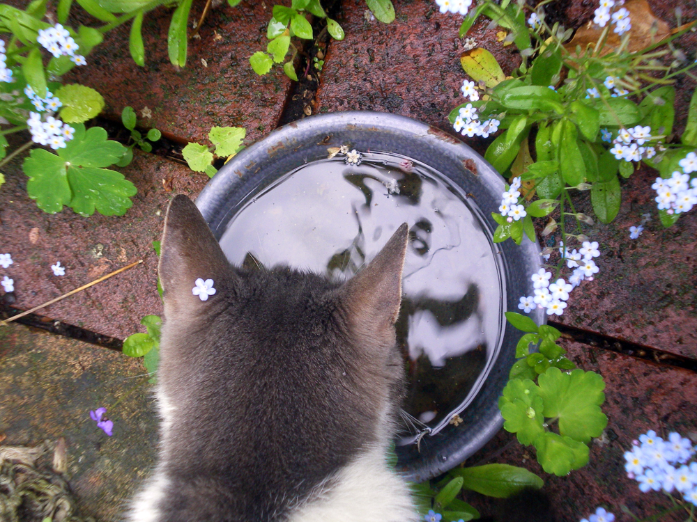 gray and white cat looking into water
