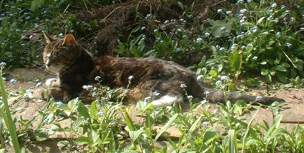 tabby cat in garden