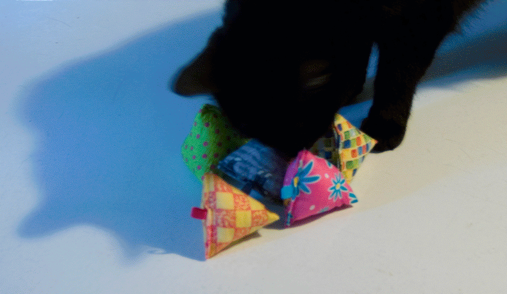 black cat with canip toys