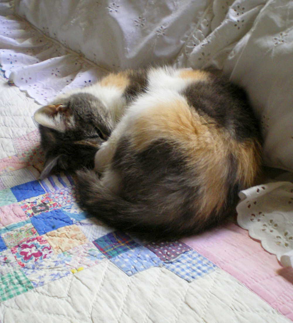 calico cat sleeping on quilt