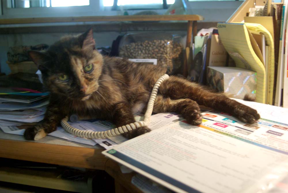 tortoiseshell cat on desk