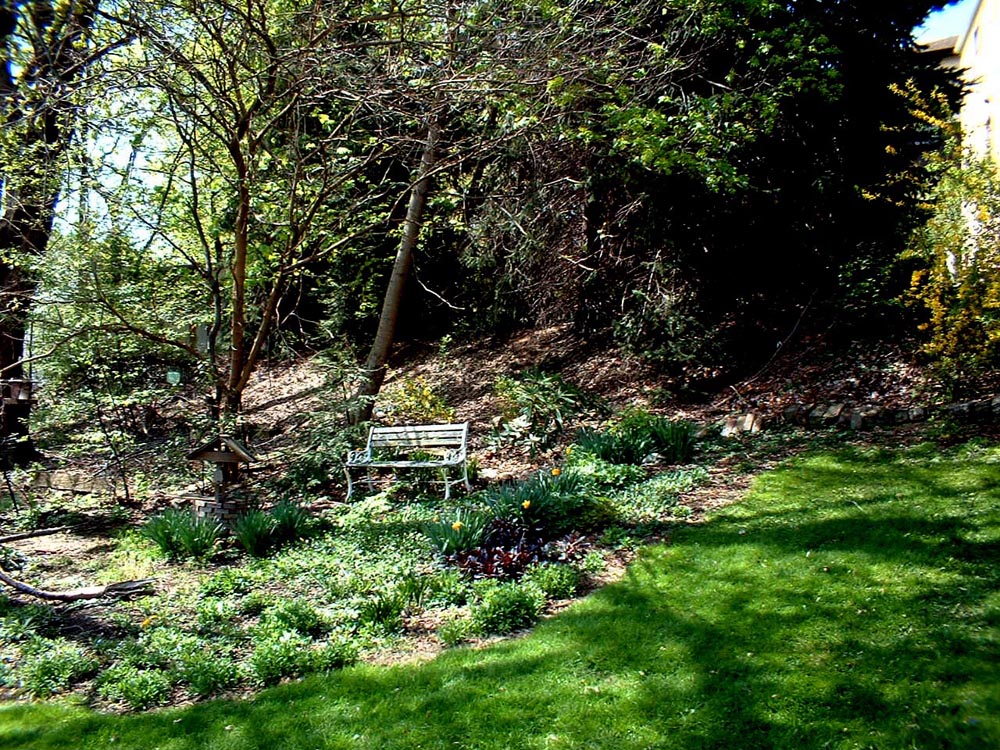 back yard with bench in spring