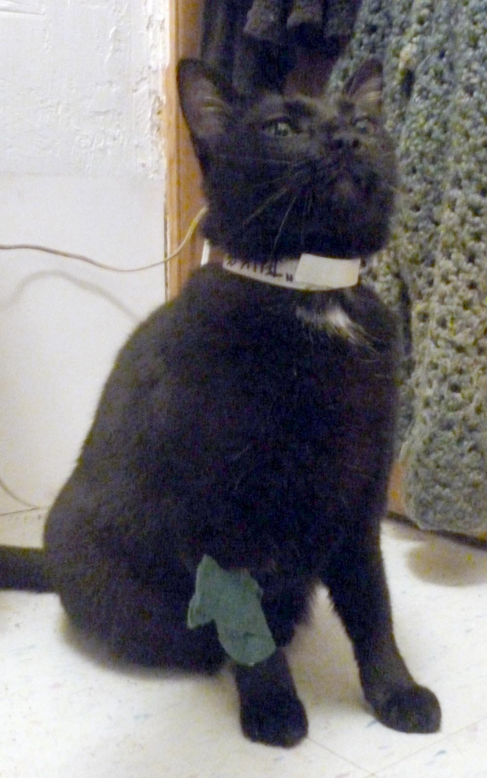 black cat with bandage
