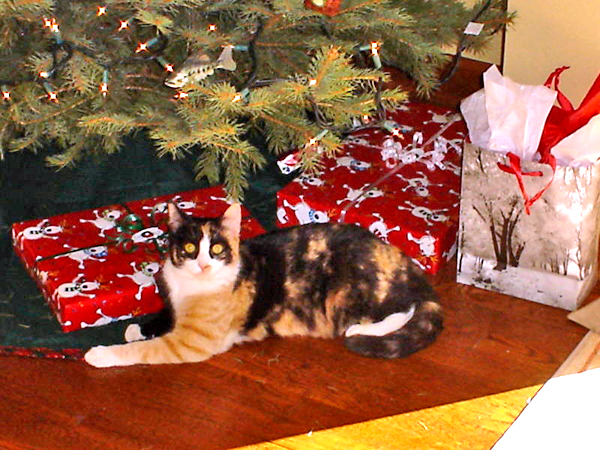 calico cat under christmas tree