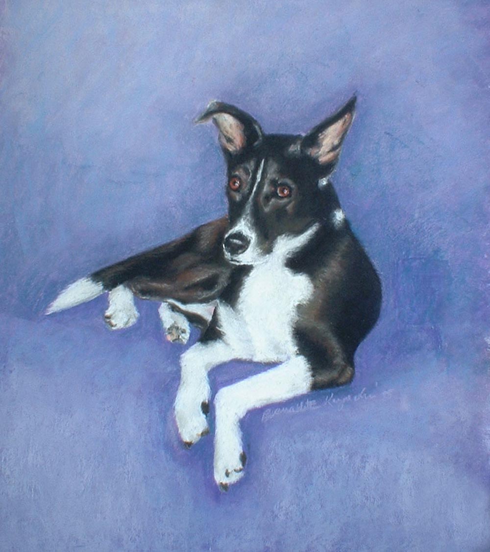 portrait of black and white dog
