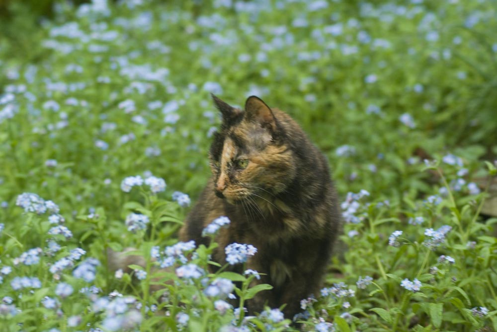 tortoiseshell cat in forget-me-nots