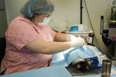 cat being spayed