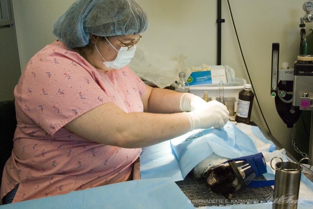 cat being spayed